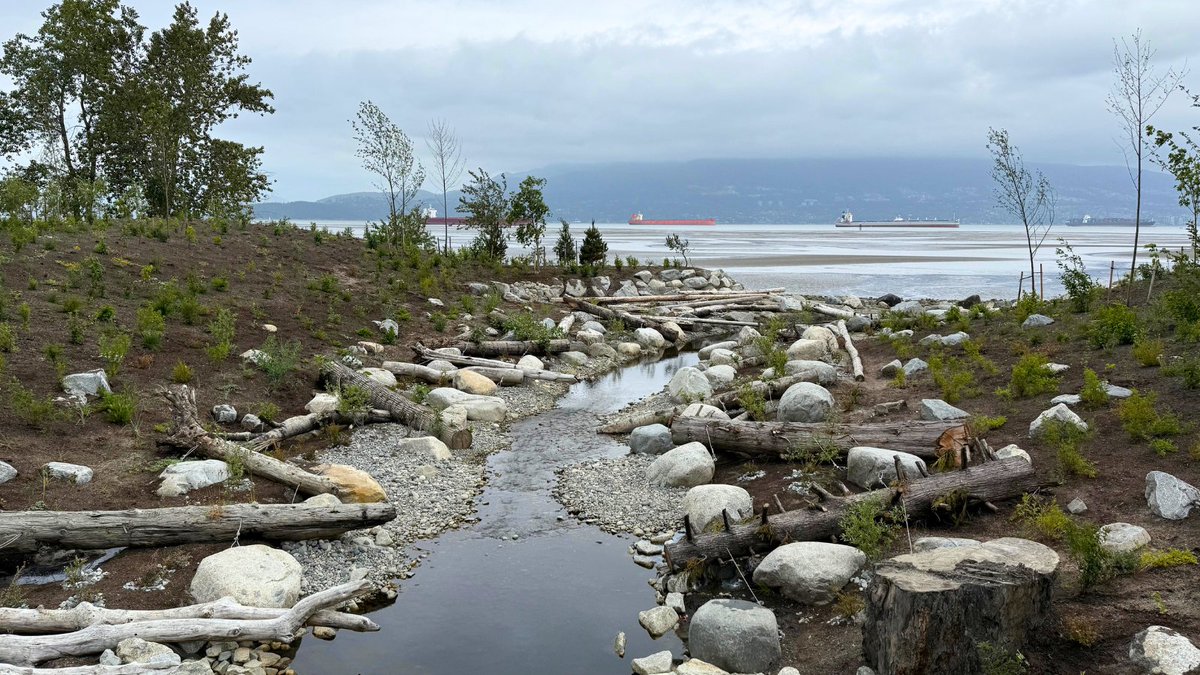 News release: Newly daylighted Canyon Creek brings lost habitat back to Spanish Banks 🔗 bit.ly/4n0Hu9l