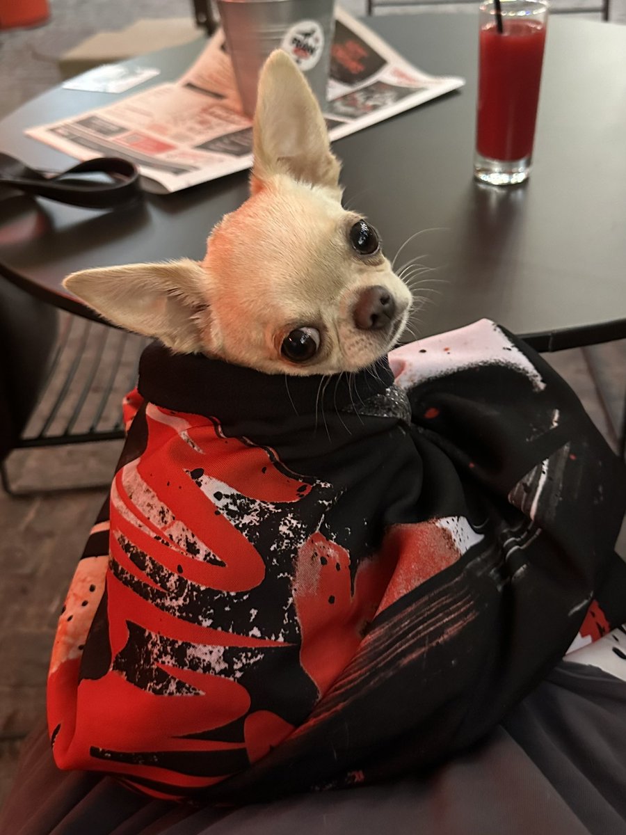 не мешайте собачке, она сидит в кимоно (укуталась в плед в кафешке) и пытается сосредоточиться на важном