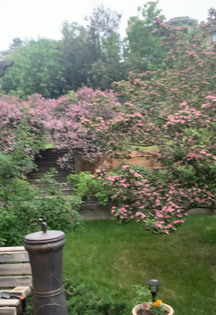 All the flowers right now in YYC! Here my Hawthorne and Dwarf Lilacs are putting on a show.
