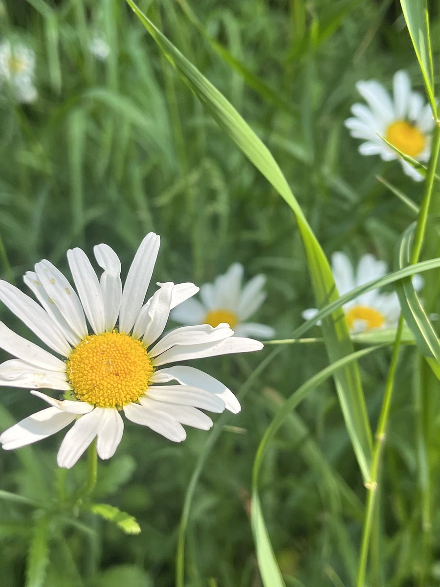 #spacetobreathe Haverhill looking at pigments in plants <a href="/WestSuffolkNHS/">West Suffolk NHS FT 🏳️‍🌈</a> <a href="/NSFTtweets/">NSFT mental health</a> <a href="/TNLComFund/">The National Lottery Community Fund</a>