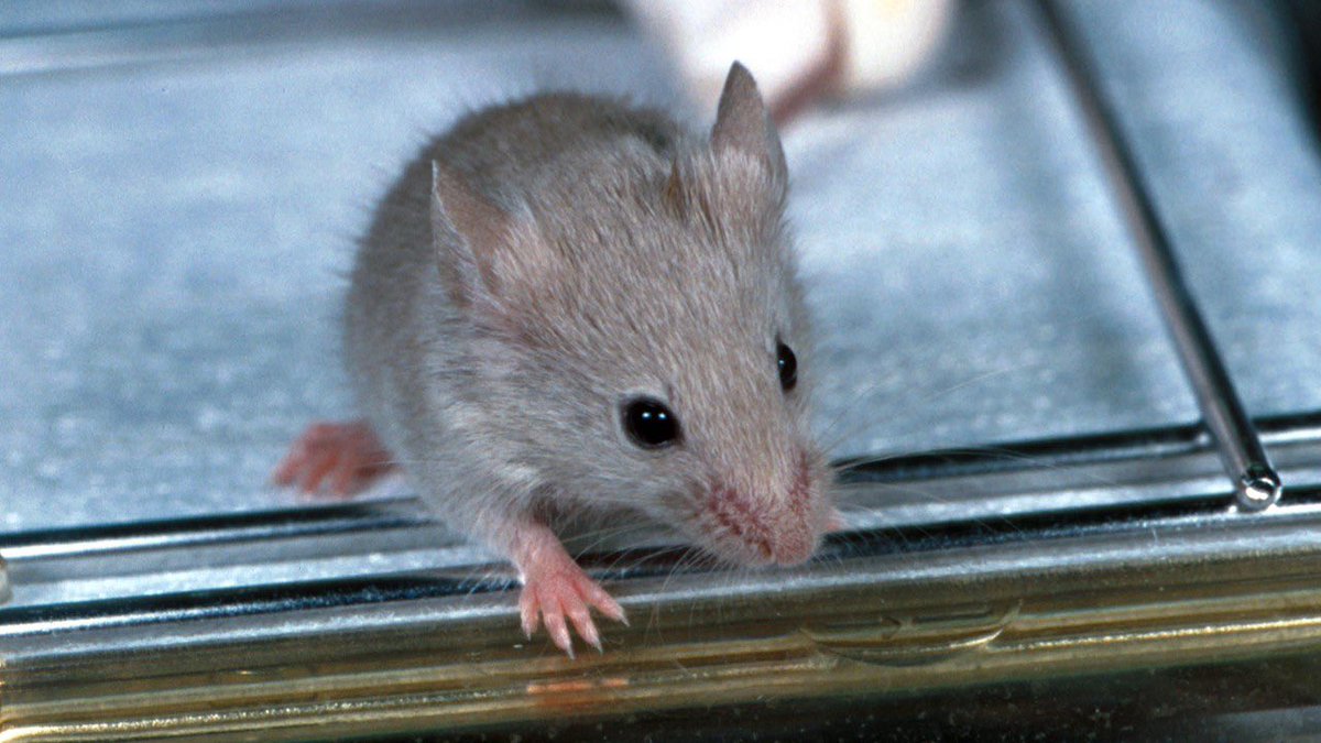 Lluis Montoliu tweet media