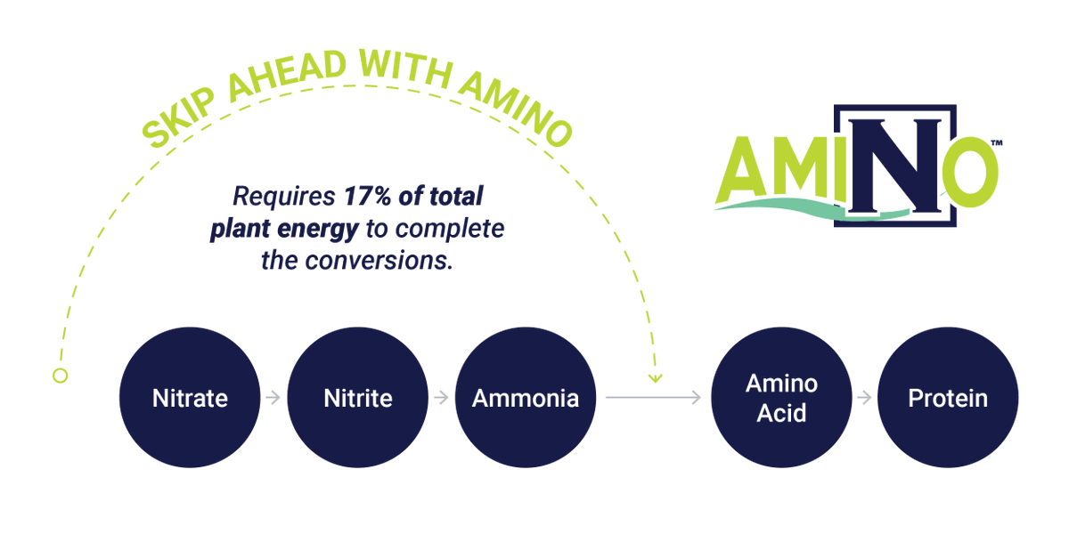 Instead, crops must first convert nitrogen into amino acids and then into proteins — a process that takes time, energy, and the right enzymatic conditions.