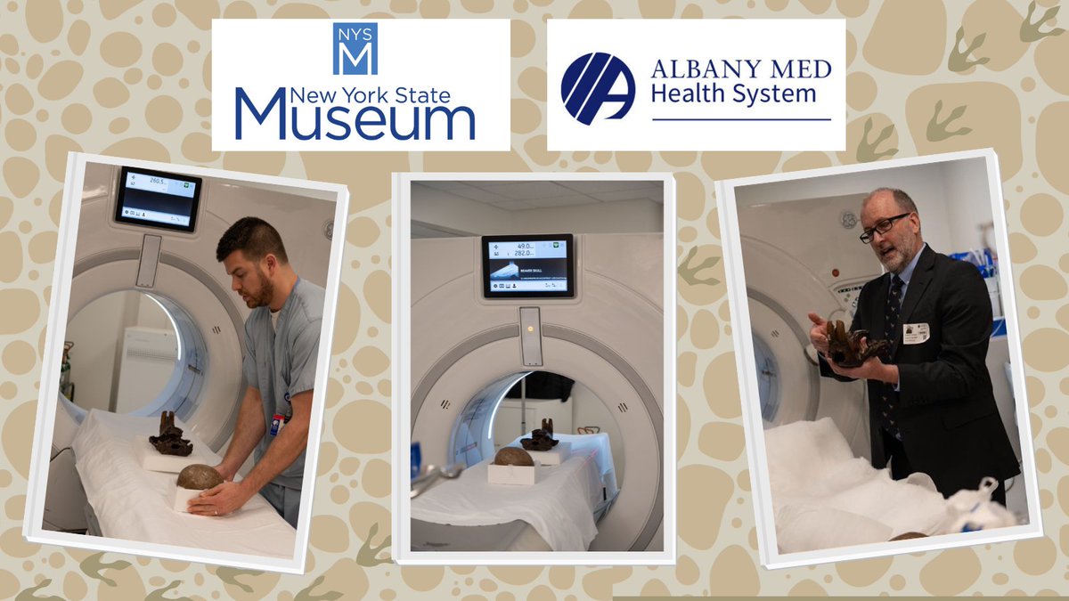 NYS Education Department (@nysednews) on Twitter photo Time travel meets science!
<a href="/nysmuseum/">New York State Museum</a> paleontologists teamed up with <a href="/AlbanyMed/">Albany Med Health System</a> radiologists to peer inside two ancient wonders: a 70-80-million-year-old dinosaur egg and the skull of a Giant Beaver from the Ice Age! Find out what the CT scan revealed: bit.ly/3FSFKyn Time travel meets science!
<a href="/nysmuseum/">New York State Museum</a> paleontologists teamed up with <a href="/AlbanyMed/">Albany Med Health System</a> radiologists to peer inside two ancient wonders: a 70-80-million-year-old dinosaur egg and the skull of a Giant Beaver from the Ice Age! Find out what the CT scan revealed: bit.ly/3FSFKyn