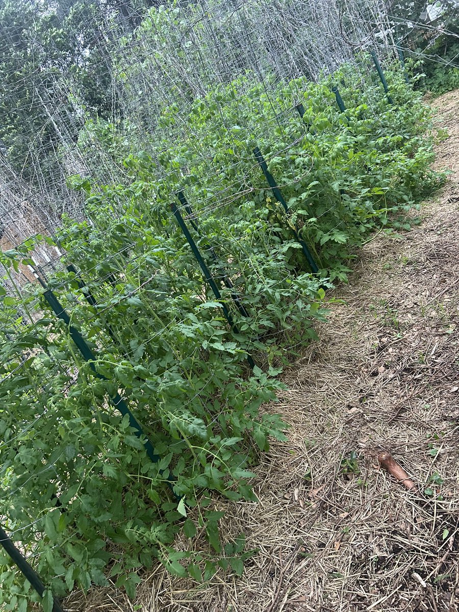 Tomato plants in the garden.