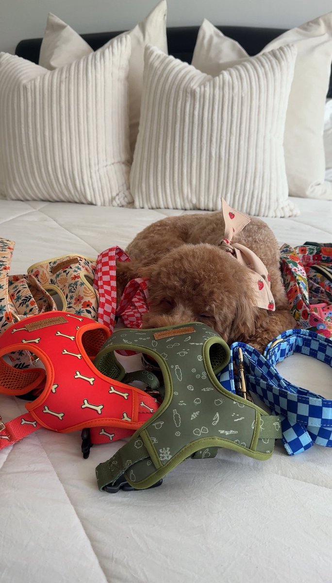 sophandmad's tweet image. 4 hours of filming with the pups today = 😴🐶

But we got it all done!! 

#dogugc #dogcontent #petugc