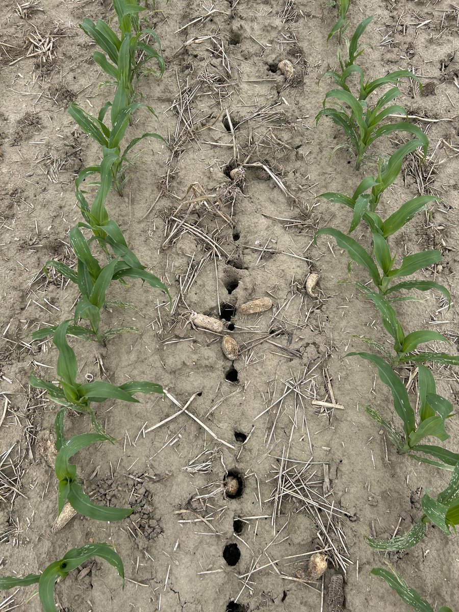 Ryan Benjamins (@ryanbenjamins) on Twitter photo These are some big radish holes.  Covercrop was terminated about 8 weeks after September strip till. These are some big radish holes.  Covercrop was terminated about 8 weeks after September strip till.