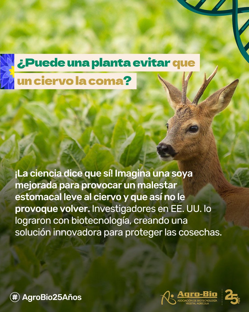 Agrobio_andina's tweet image. Cercas, repelentes... ¡nada funcionaba contra los ciervos que se comen los cultivos de soya! 😩
Ahora, científicos crearon una soya transgénica que les causa un malestar estomacal temporal para que aprendan a no comerla.
¡Una solución inteligente, efectiva y sin dañar al…