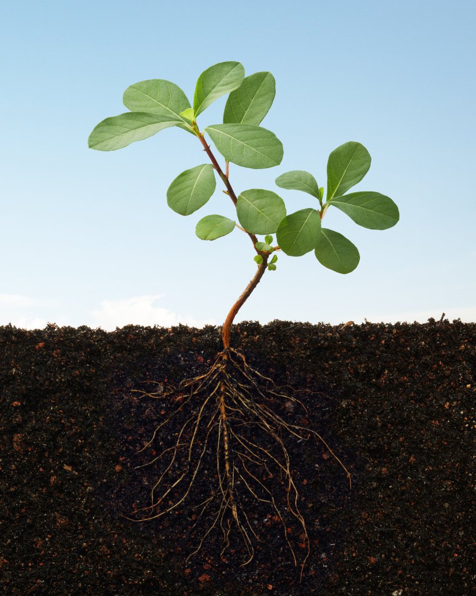 A strong root system is the foundation for growing healthy, high-performing plants. When your plants have healthy roots, everything else thrives—from leaf development to flower and fruit production. If you want better yields and healthier crops, it all starts below the surface.