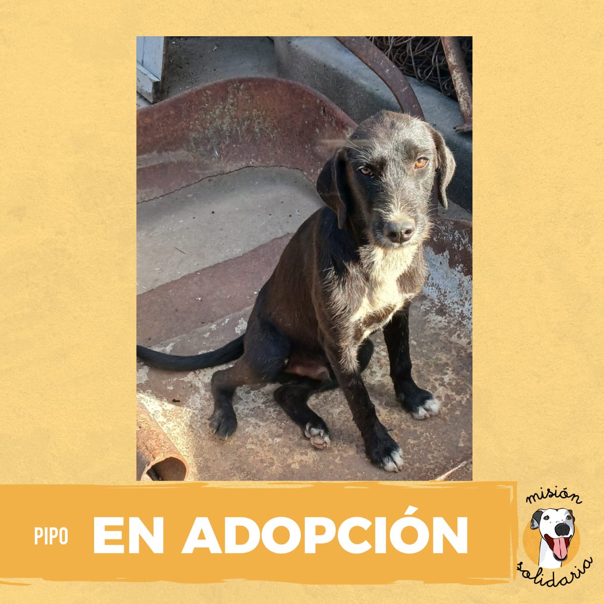 Puchi (@lagarzasosa_) on Twitter photo Pipo tiene 9 meses, vacunado y desparasitado.
Es de tamaño mediano y busca una familia donde ser feliz para siempre.
Queres adoptarlo?
zonas CABA Y GBA
misionsolidariatwitter@gmail.com
Asunto: Pipo el perrito Pipo tiene 9 meses, vacunado y desparasitado.
Es de tamaño mediano y busca una familia donde ser feliz para siempre.
Queres adoptarlo?
zonas CABA Y GBA
misionsolidariatwitter@gmail.com
Asunto: Pipo el perrito