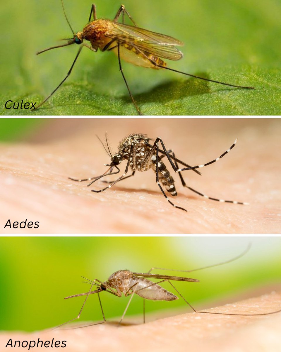 SLC_Mosquito's tweet photo. The mosquito life cycle has four stages: egg, larva, pupa, and adult. Typically mosquitoes can develop from egg to adult in a week! Female mosquitoes can lay up to 300 eggs at one time. #nationalmosquitocontrolawarenessweek #mosquitoweek https://t.co/TDwaslS2mf