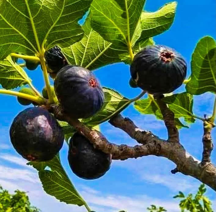 jmfeclavell's tweet photo. Figues flor a vdx
#valldoreix #igersvalldoreix #avvcelm #veinatvdx #canenric #coloniamontserrat #lamiranda #mesvdx #lafloresta https://t.co/0XZY2ixr3s