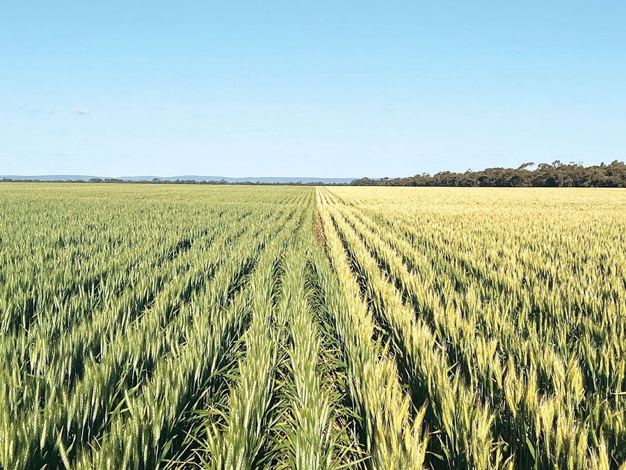 Research from @DPIRDWA shows #oats tolerate #frost better than #wheat &amp; #barley — making them a viable alternative in frost-prone areas ❄️ 

But <a href="/InterGrain1/">InterGrain</a>’s <a href="/AllanRattey/">Allan Rattey</a> reminds us: no cereal crop is truly frost resistant when temps drop low enough.

Read more via