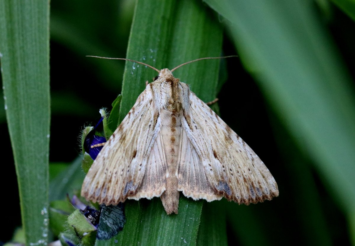 Vanmorgen deze #BlekeGrasworteluil uit 1 vd jongenskamers bevrijd en weer buiten gezet.
🦋🌙
#insectenopdeboerderij #mottenspotten