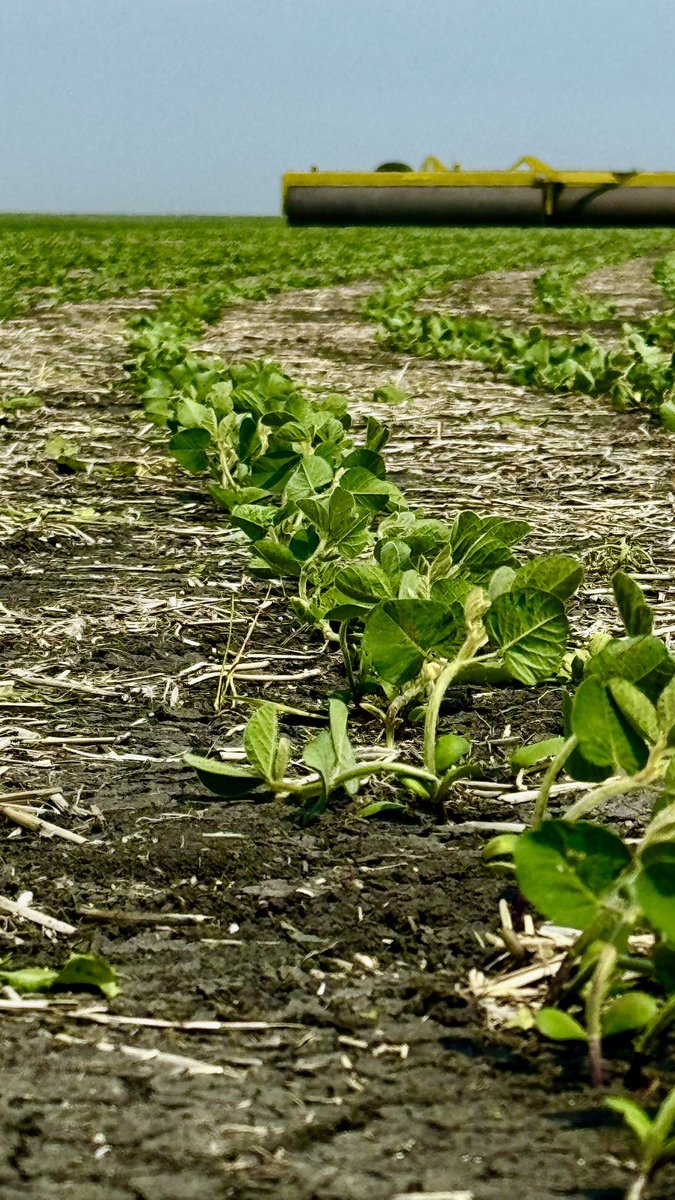 Manness Seed (@mannessseed) on Twitter photo Rolled these <a href="/NSGeneticsCA/">NorthStar Genetics</a> NSC Homewood soybeans 6 days ago in the heat of the afternoon. Worked out very well #plant25 Rolled these <a href="/NSGeneticsCA/">NorthStar Genetics</a> NSC Homewood soybeans 6 days ago in the heat of the afternoon. Worked out very well #plant25