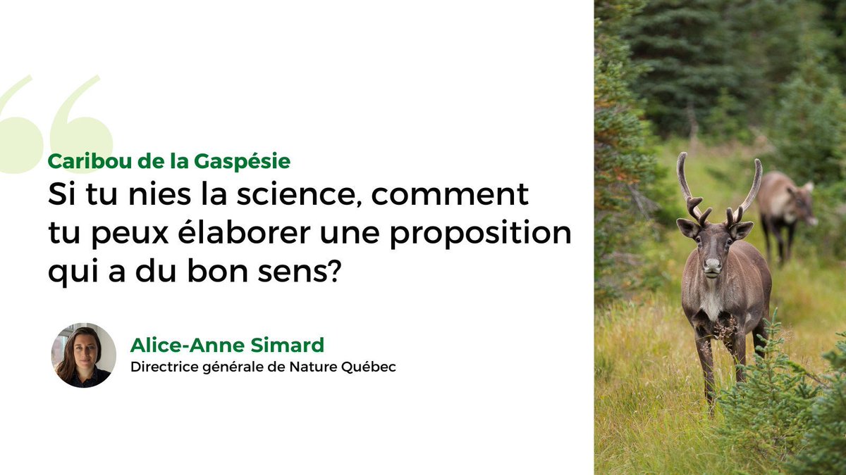 La MRC de la Haute-Gaspésie a adopté des propositions concernant le projet pilote pour les caribous de la Gaspésie. Est-ce que le gouvernement du Québec devrait les accepter? On vous laisse juger par vous-même! 🤷‍♀️

À lire: buff.ly/OeNhM6r