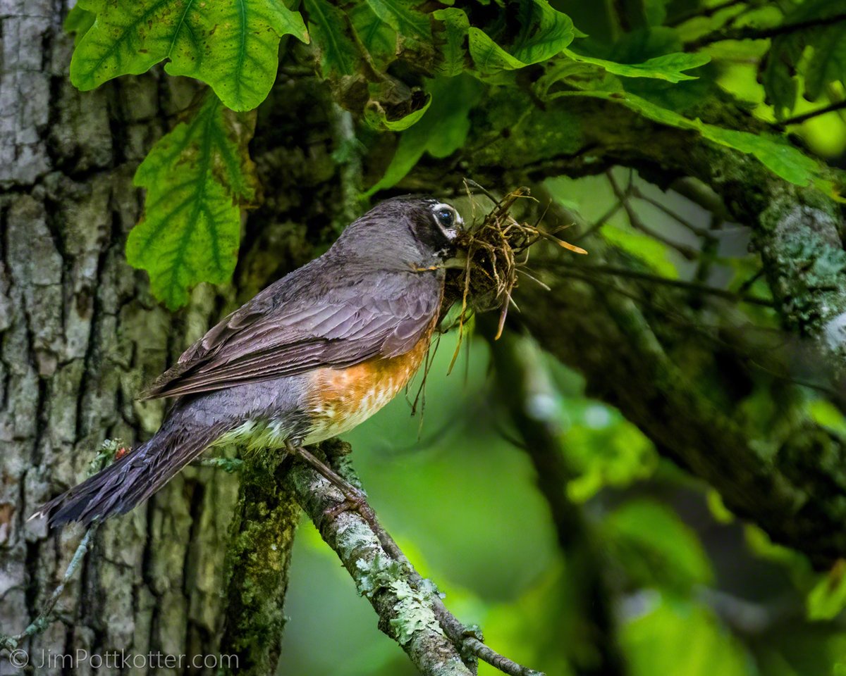 HappyPixr's tweet image. Birds are busy in the spring, scoping out sites and building that perfect nest. This American Robin made regular trips with a variety of materials, looking back to make sure no predators were around before leaving its well-concealed nest. #birds #nature #wildlife #spring #nest