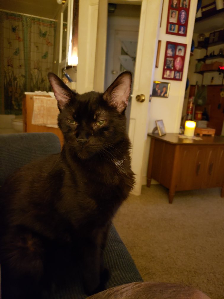 Took the walk to the great litter box in the sky. ❤️☮️ 🐈‍⬛