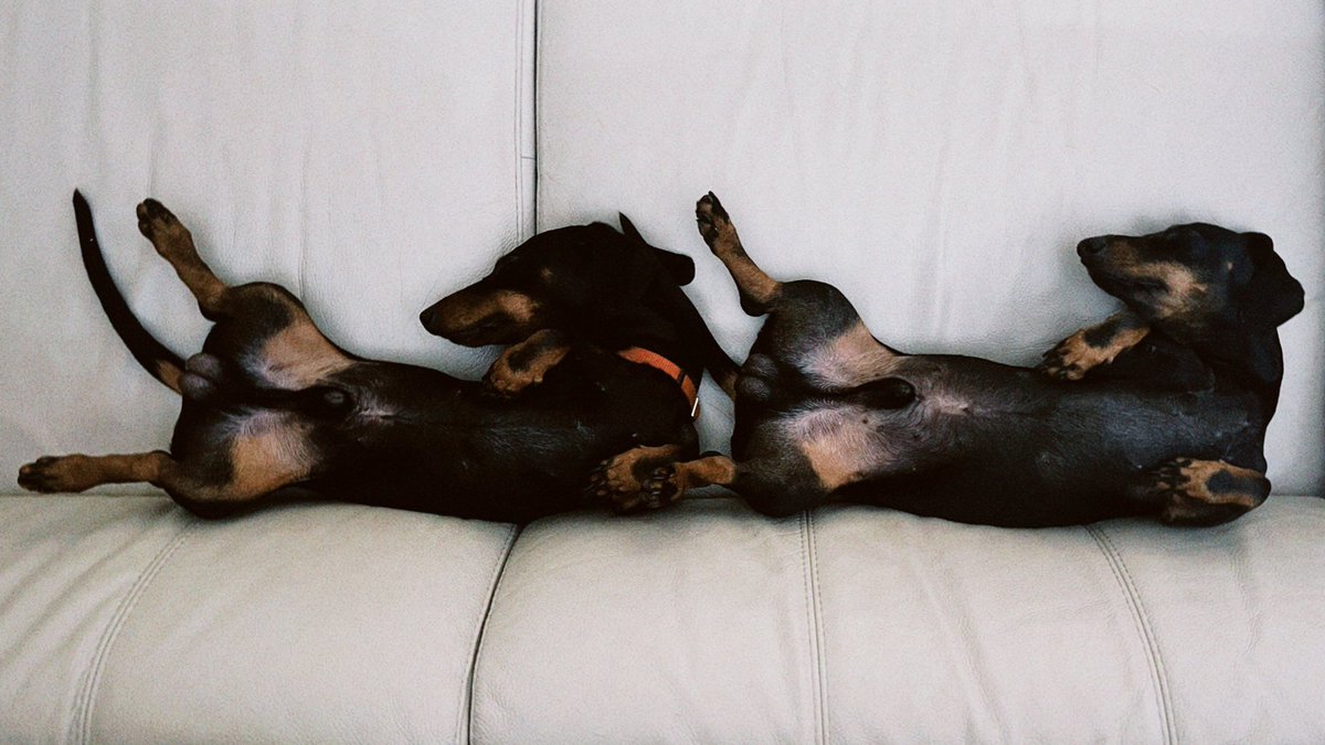 Demasiadas coisas a acontecer. Demasiadas coisas horríveis a acontecer, que já nem sequer sei em qual falar, em qual me concentrar, o que fazer para fazer a diferença. Deixo-vos os cães bebés a alegrar a timeline. É tudo o que tenho para dar hoje. 🤍