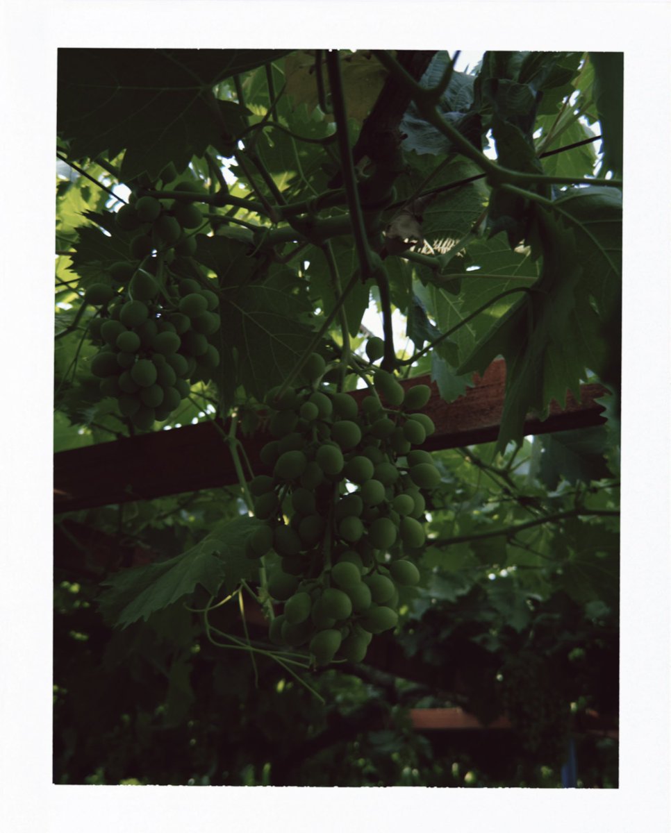 « Underneath the leaves
Green grapes softly shine »