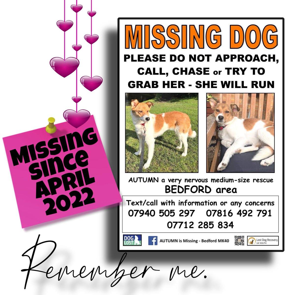 Lost Dog Recovery UK South tweet media
