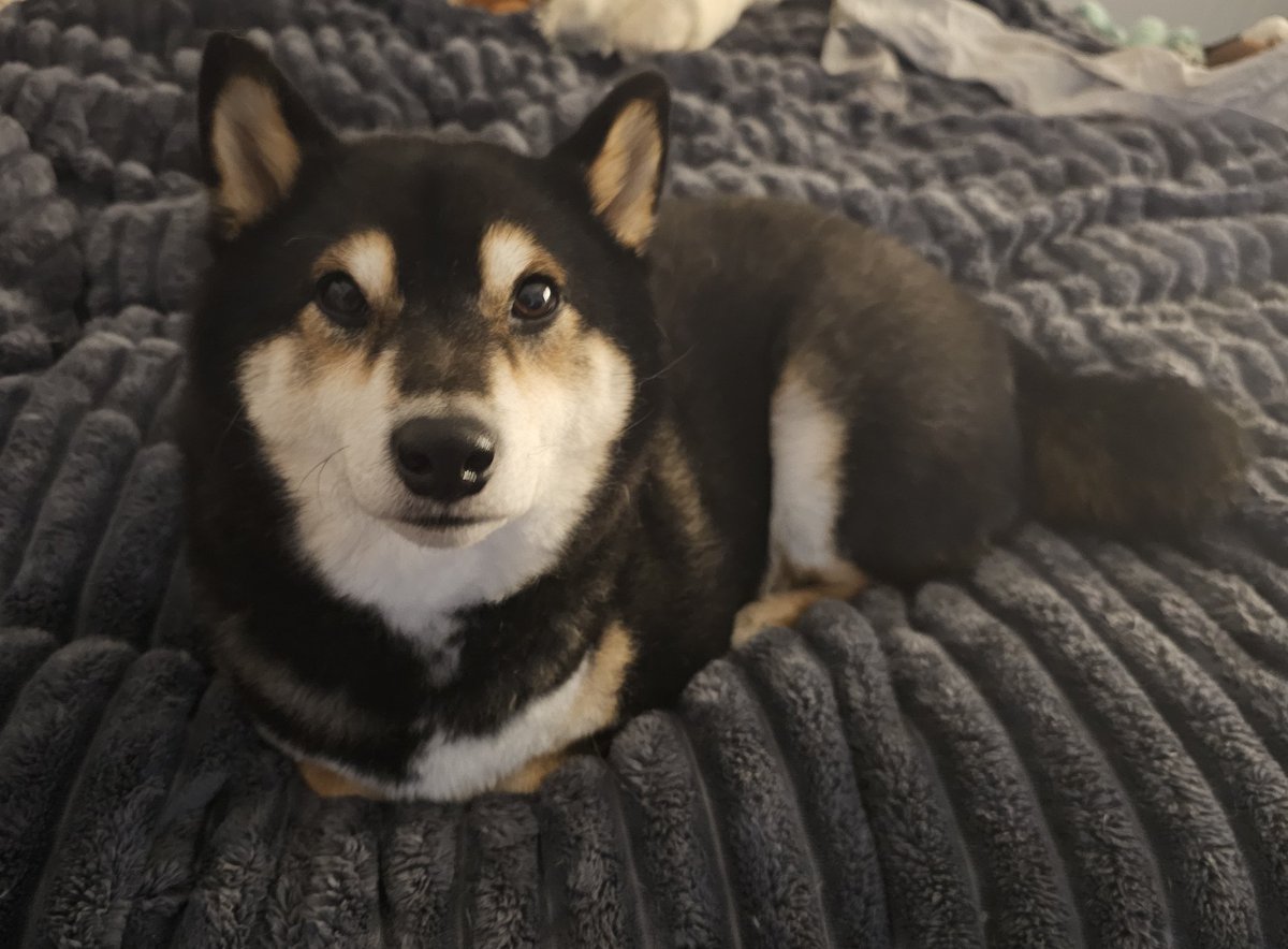 vGumiho's tweet image. i caught him loafing 😭😭😭