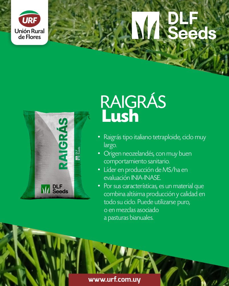 📸 𝗥𝗲𝘀𝘂𝗹𝘁𝗮𝗱𝗼𝘀 𝗮 𝗹𝗮 𝘃𝗶𝘀𝘁𝗮
Raigrás Lush de <a href="/DLF_Uruguay/">DLF Seeds</a>  en Canelones, sembrado a mediados de marzo y ya por comenzar su segundo pastoreo. ¡Con 900 kg PV/ha, la respuesta está en el campo!