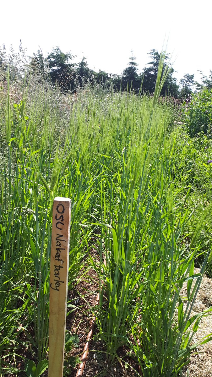 Thanks to #osu for this strain of barley. Great germination!