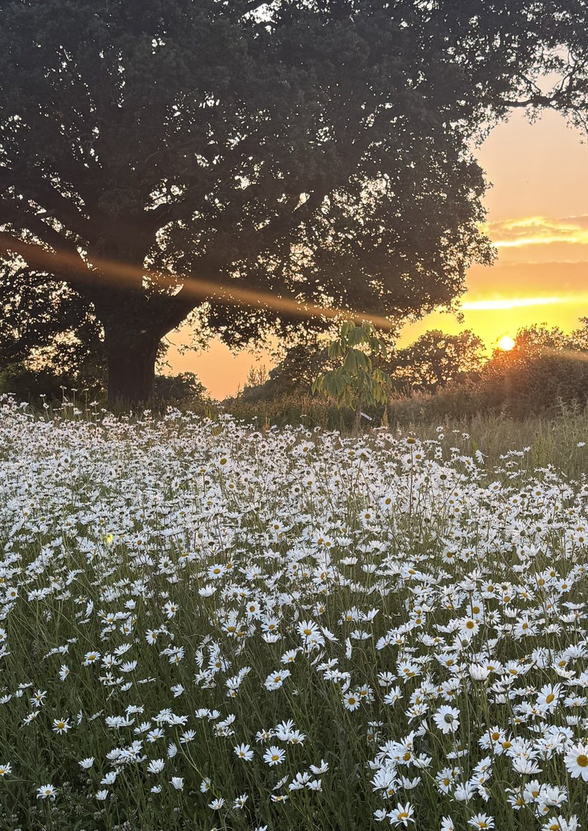 elenicclarke's tweet photo. Stunning sunset beans of light shine on the ox-eye daisies and oak tree.
#beamsoflight #sunset #romanticview #oxeyedaisies https://t.co/UqBQyIsiDs