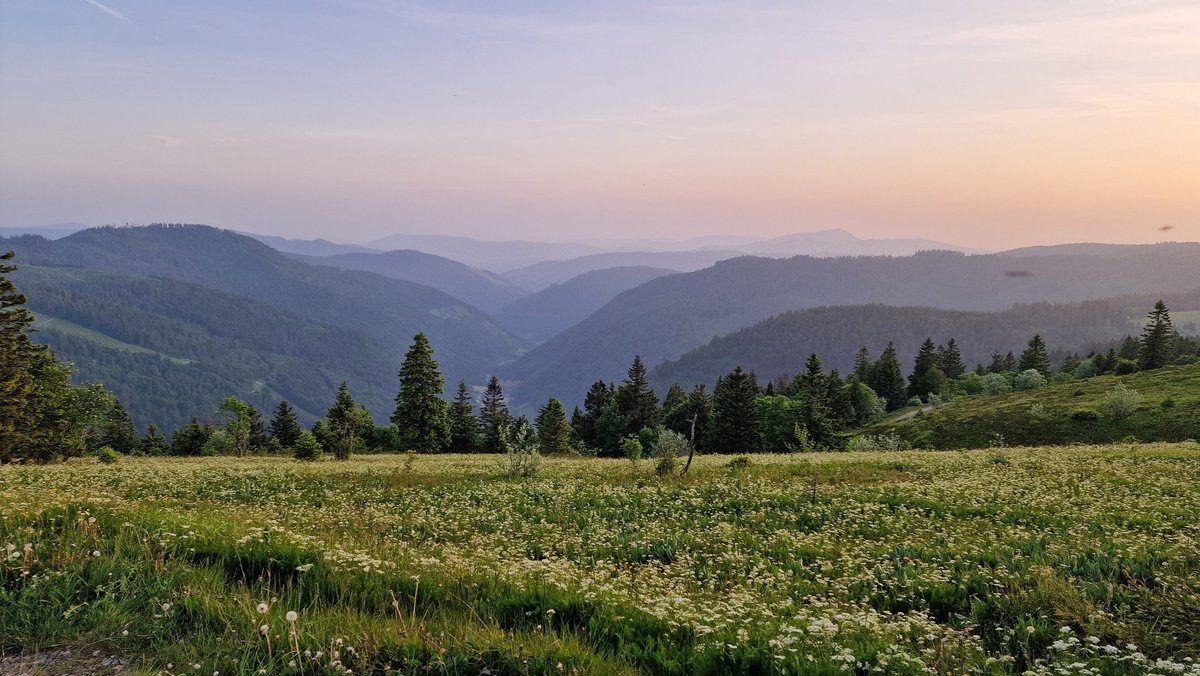 Es gibt wenige Blicke in 🇩🇪 außerhalb der Alpen, die so grandios sind wie abend von den Schwarzwaldgipfeln nach Süden. Die blühende Bärwurz gibt dem Ganzen noch eine besondere Note.