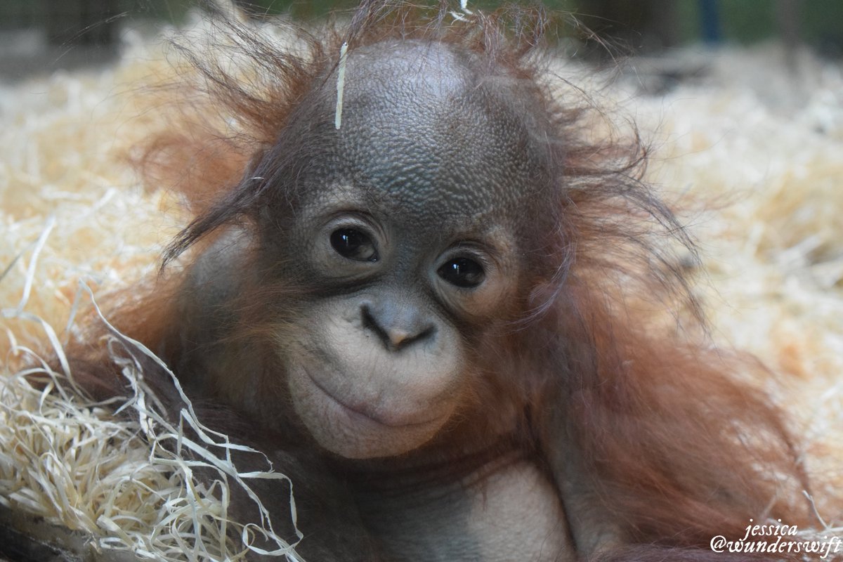 jessica 🐒 tweet media