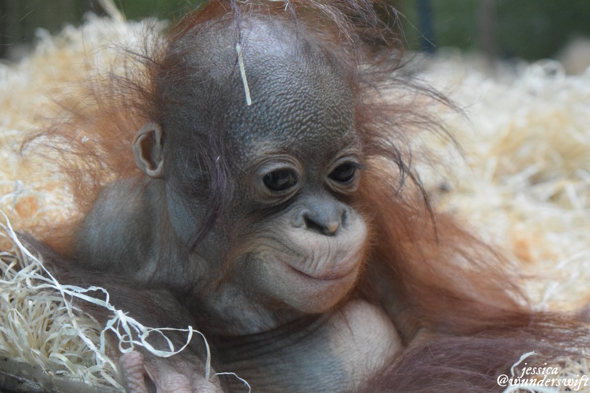 jessica 🐒 tweet media