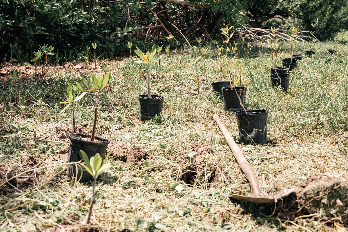 NewCollegeofFL's tweet image. Mangrove restoration in progress of various plants along our bayfront!