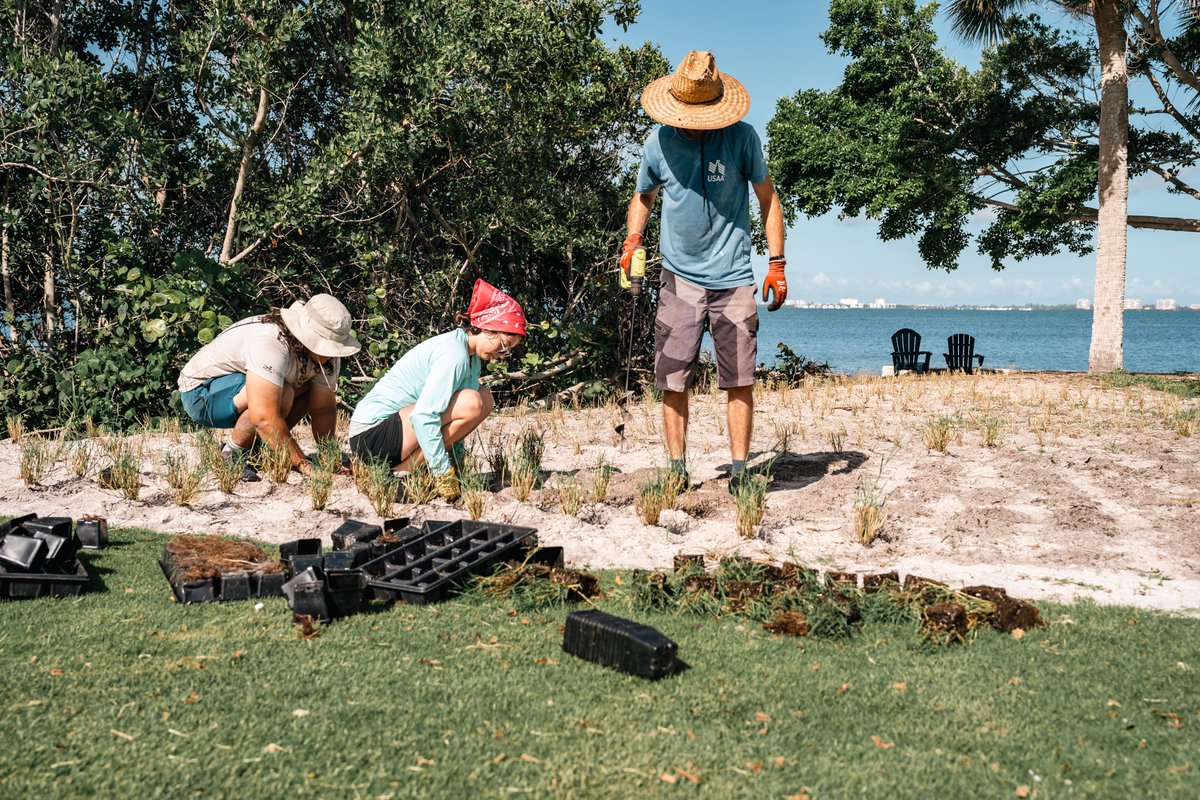 NewCollegeofFL's tweet image. Mangrove restoration in progress of various plants along our bayfront!