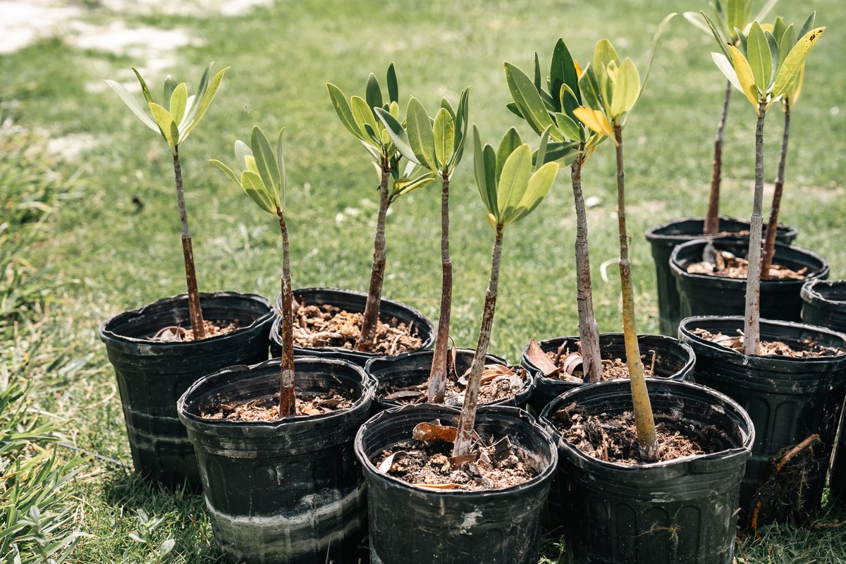NewCollegeofFL's tweet image. Mangrove restoration in progress of various plants along our bayfront!