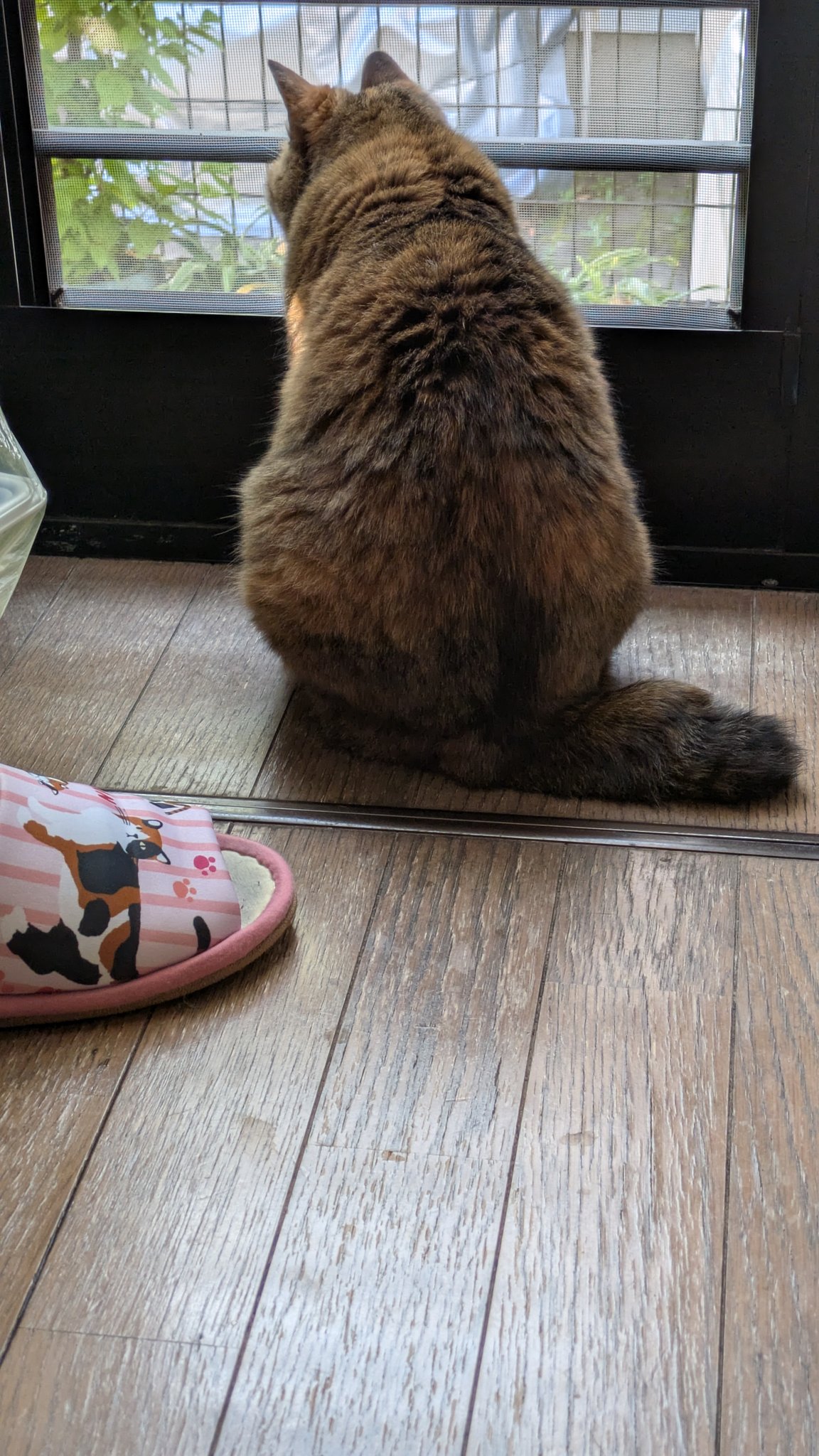 楽天市場】亜麻猫 改の通販