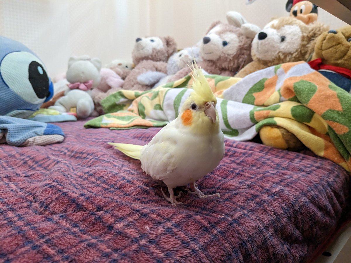 ekoniko228's tweet photo. オカメインコのでんぶが迷子になって1週間。お腹が空くと目の前に来てくるくる回ったり、指を出すとお手をします。
名古屋市近郊で保護してくれてる方など情報あればよろしくお願いします。
#オカメインコ
#名古屋
#千種区 https://t.co/OZrndmQLBY