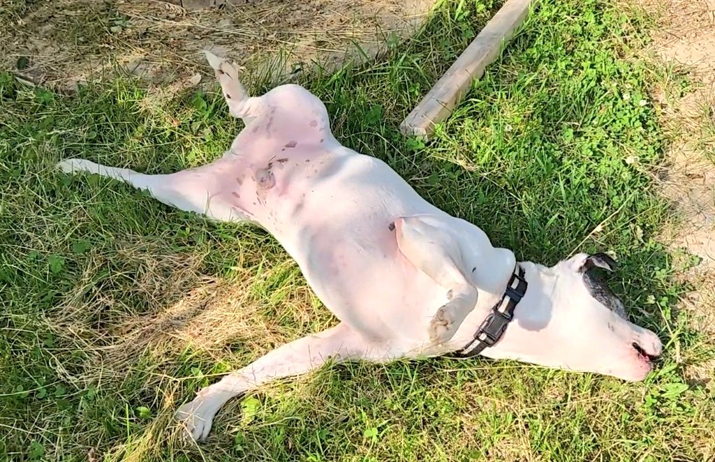 WinstonThatche4's tweet image. Dillon is having a potato of a time.. how did he do @Penny_Lane_Pup?🤔