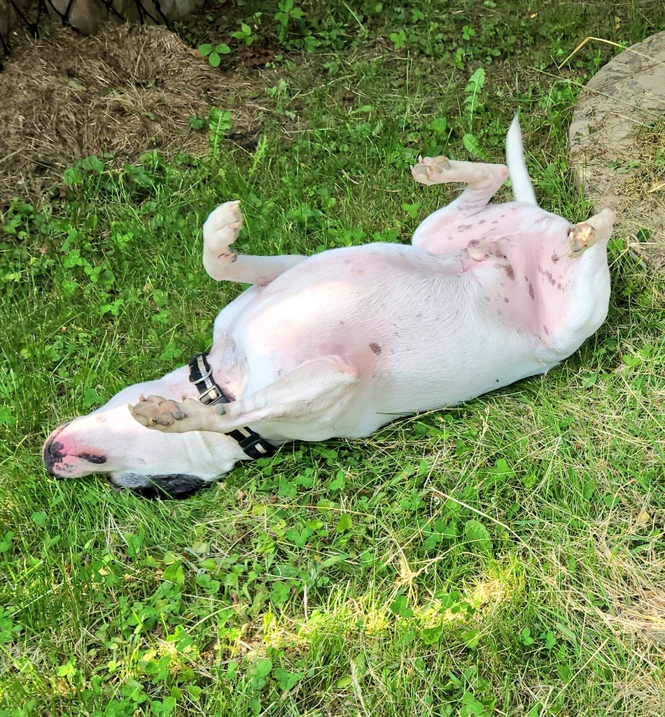 WinstonThatche4's tweet image. Dillon is having a potato of a time.. how did he do @Penny_Lane_Pup?🤔