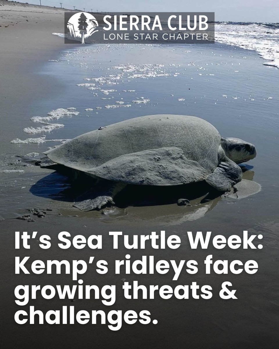 TexasSierraClub's tweet image. It’s Sea Turtle Week, and Texas’ turtle needs your voice 📣
They face growing threats:
🌀 Extreme weather
🌊 Sea level rise
🧴 Pollution from coastal industries
❌ Weak protections and reduced conservation funding
🛥️ Boat strikes & fishing bycatch
🔗: bit.ly/4kHzloW