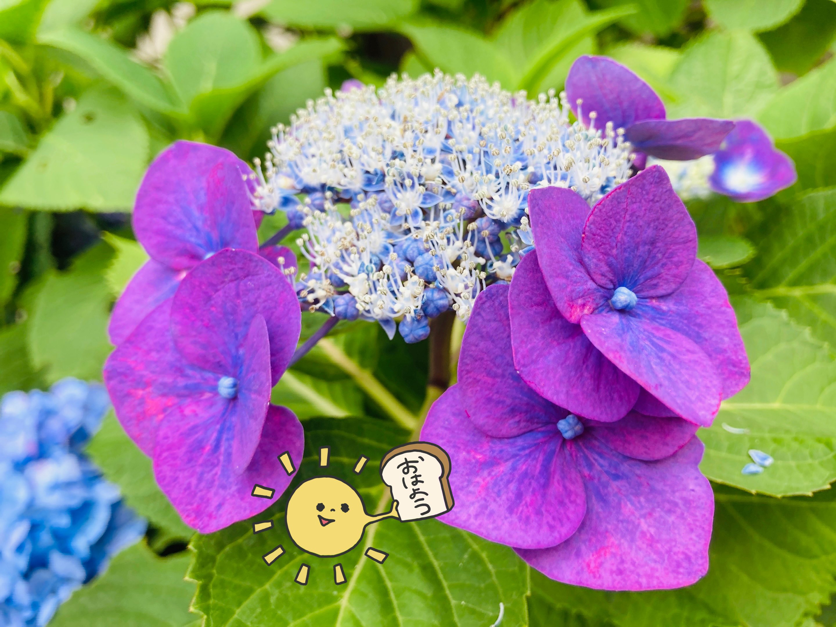 高評価！ ゆう on X:  ワンピース