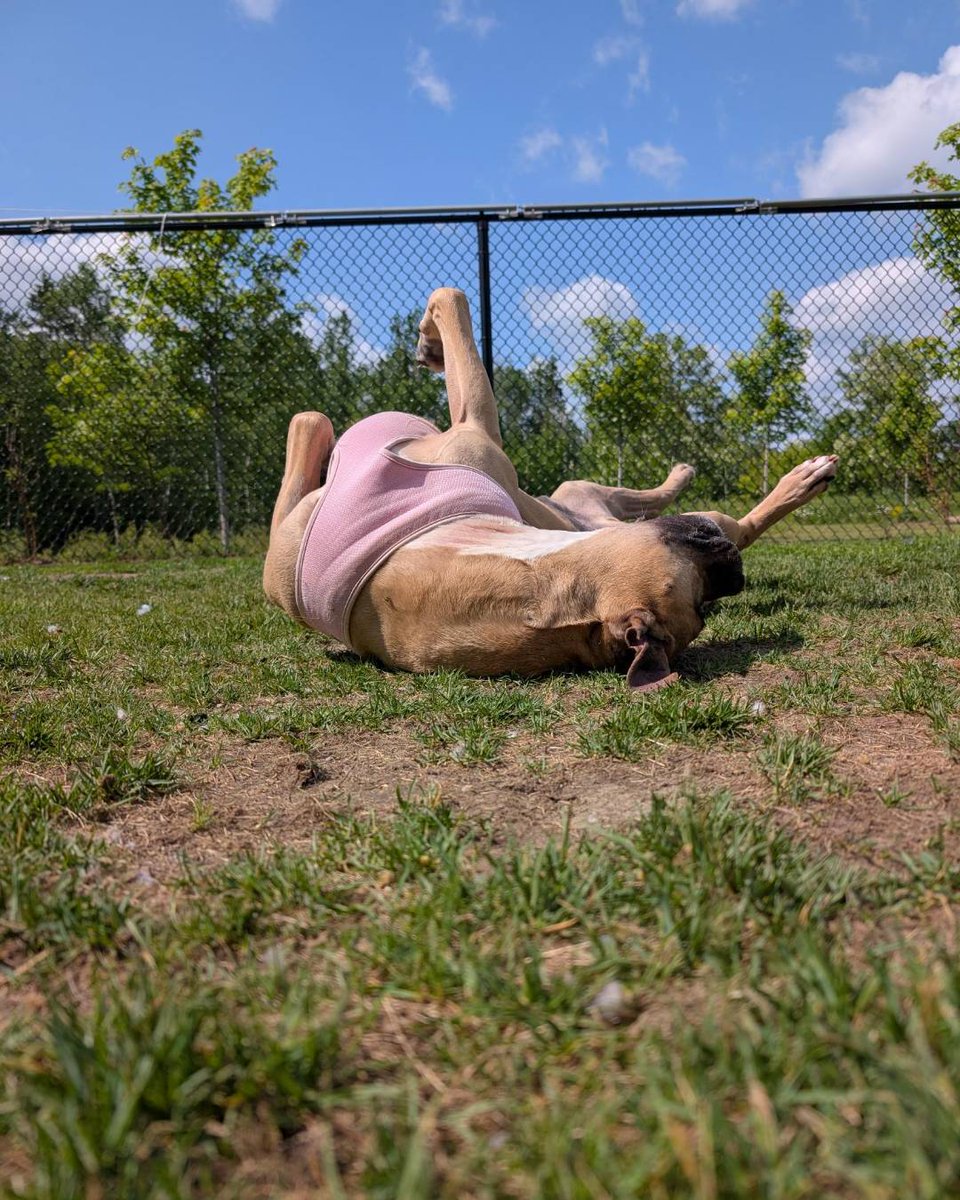 Howdy, partner. Name’s Ol’ Duke—5 years young with the soul of a seasoned cowdog. 🤠 I’m lookin’ for a quiet place to rest my paws, soak up the sun, and be loved in my golden years.
Saddle up &amp; meet me: 💗 ontariospca.ca/adopt/view-pet…