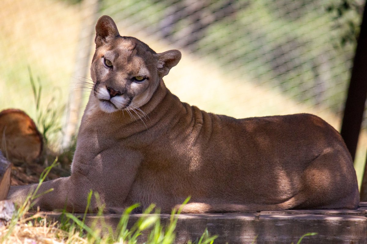 Happy National Cougar Day!
Today, we celebrate one of North America's most majestic and elusive big cats — and here at PAWS, that means giving a big shoutout to our very own Casey the cougar!
On this special day, we honor Casey  and all cougars (mountain lions, pumas) —