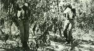 ObscureHistory5's tweet photo. @fasc1nate The Zionist paramilitary organization Irgun abducted &amp; executed two British Army NCOs, Sgt Clifford Martin &amp; Sgt Mervyn Paice in July 1947. Their booby-trapped bodies were found &amp; maimed a British officer as they were cut down. https://t.co/zpO4udvBYP