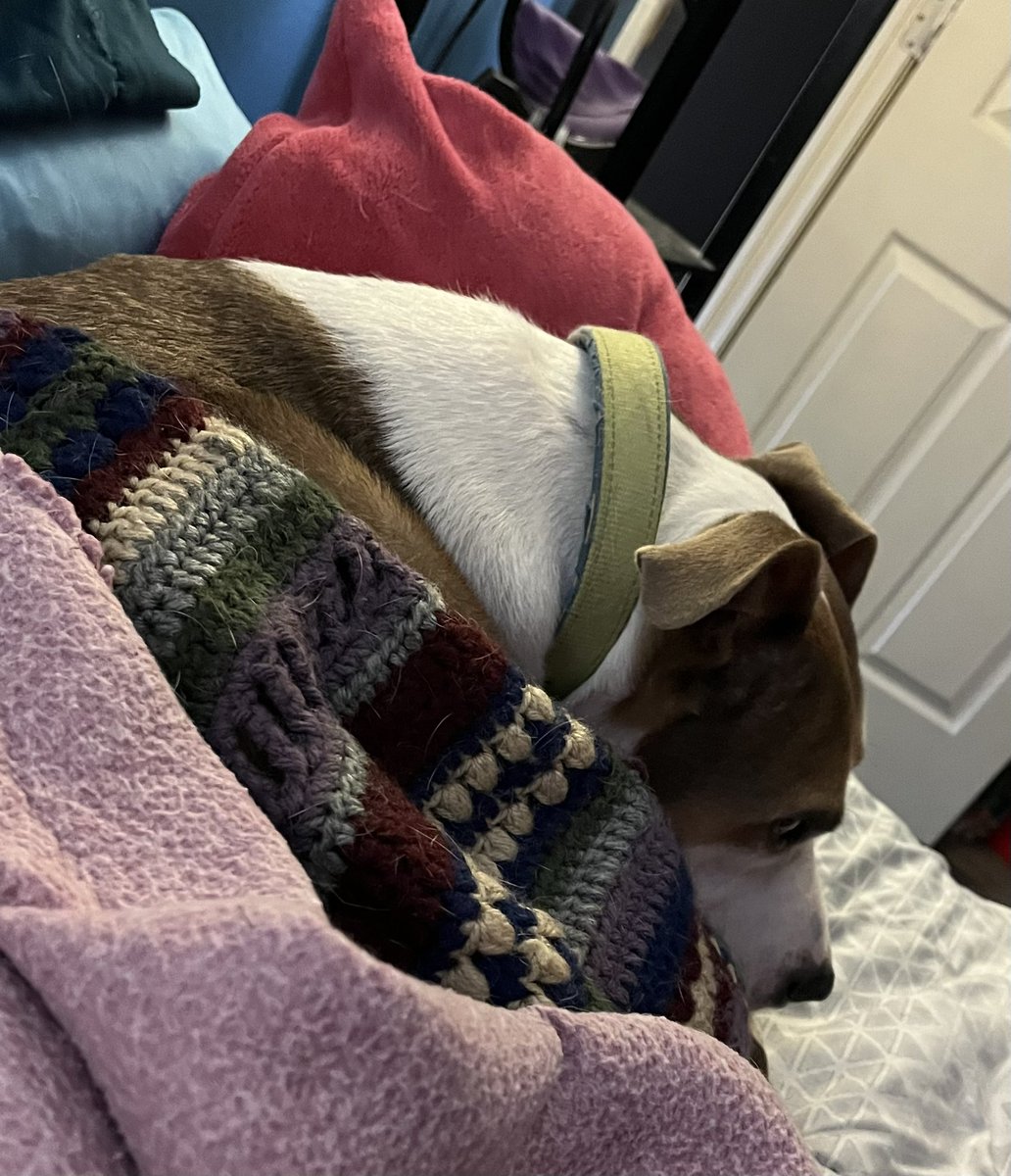 A thunderstorm is rolling through. 

Walnut has : A fluffy pink pillow and two blankets to protect him. 

Yeah, all pitbulls are vicious. 🤣🤣