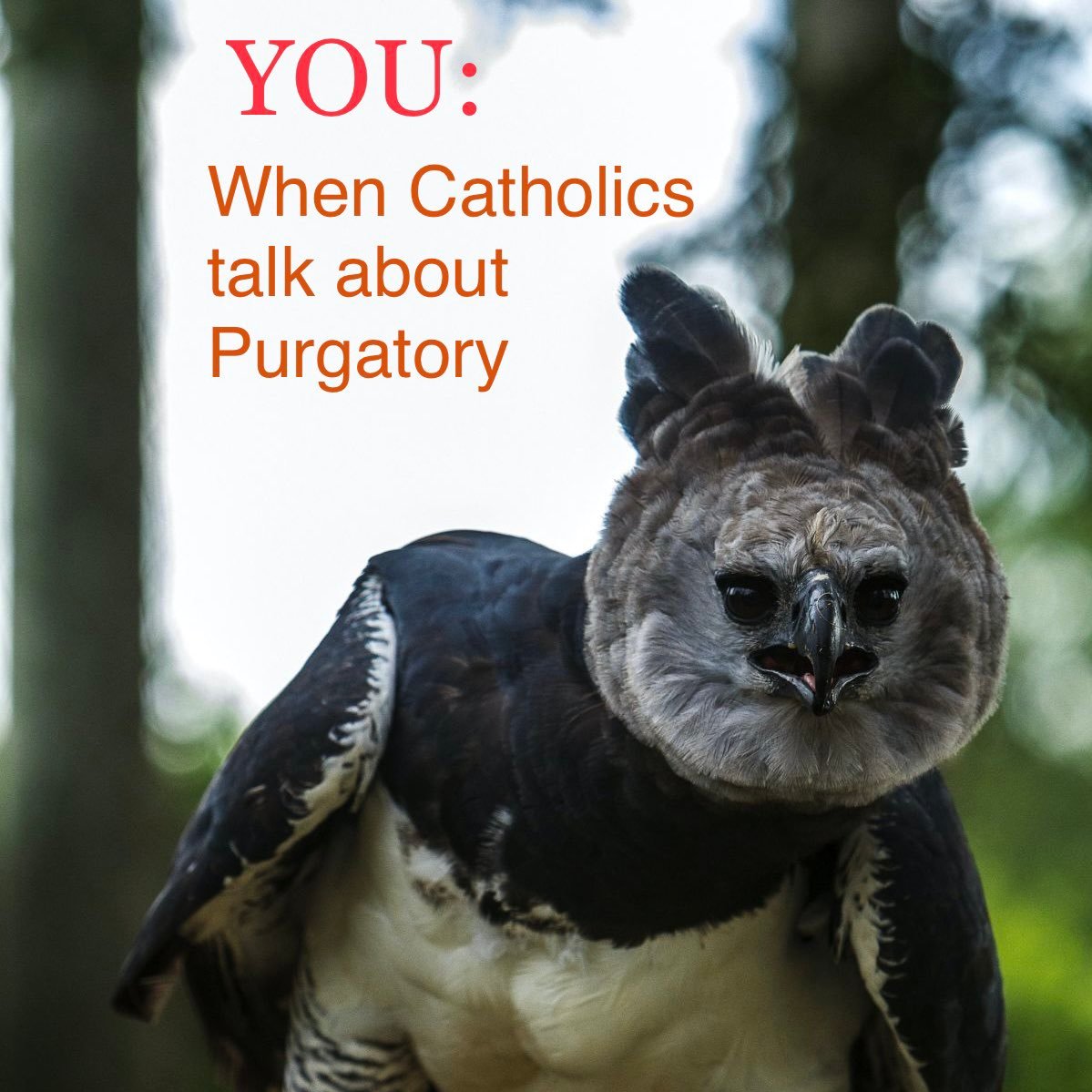 KJVliteracy's tweet photo. #CatholicError https://t.co/H52k4jK9eW