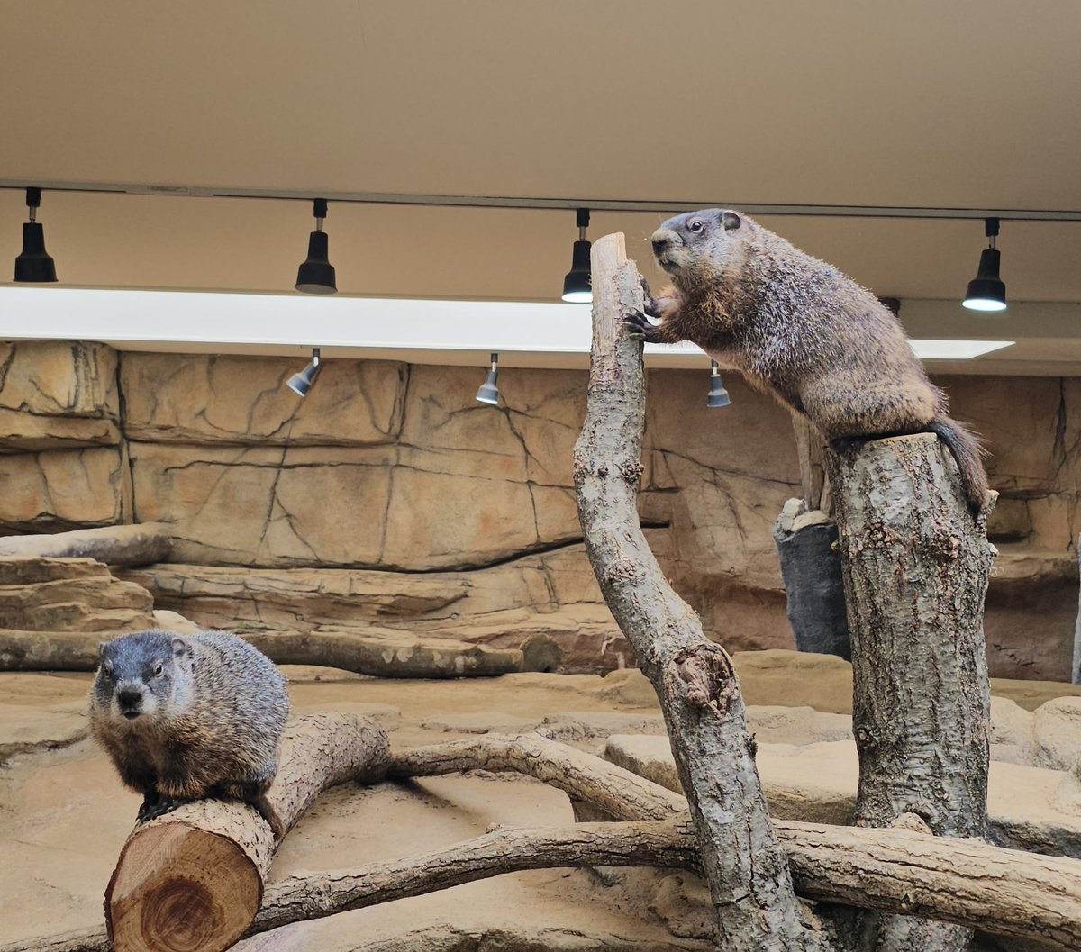 かんぴょうちゃんといちごちゃん

2025.06
#かんぴょう #いちご #ウッドチャック 
#那須どうぶつ王国