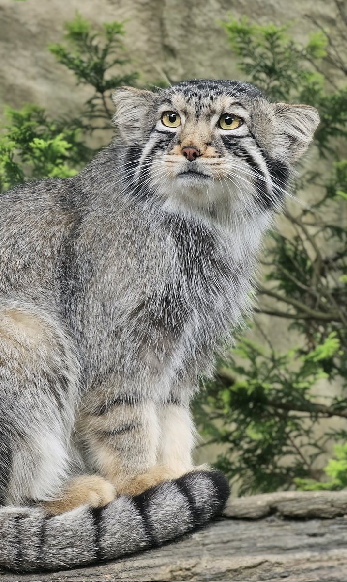 ナゴムくん

2025.06
#ナゴム #マヌルネコ  #pallasscat
#那須どうぶつ王国