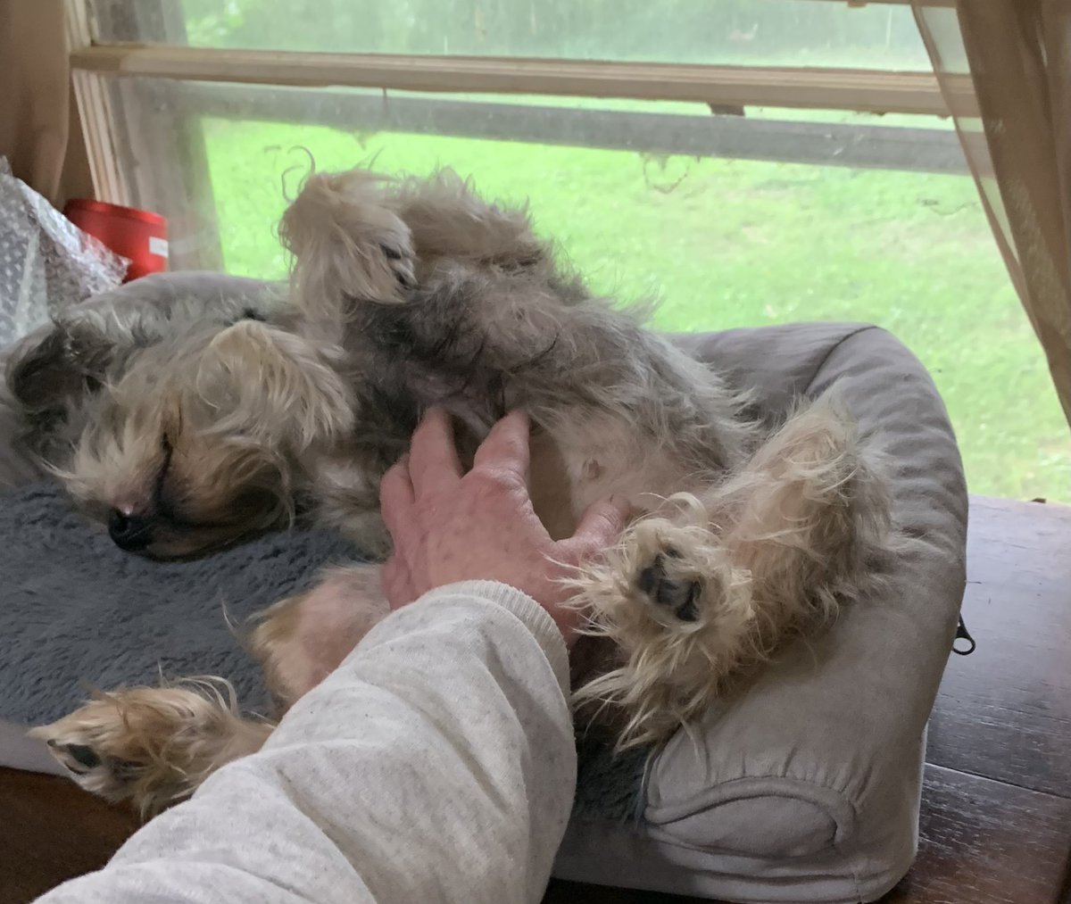 I know you’re working mom, but you know I have to have belly rubs at all times 🤭☺️💕🤗🐾
#dogsoftwitter #schnauzergang