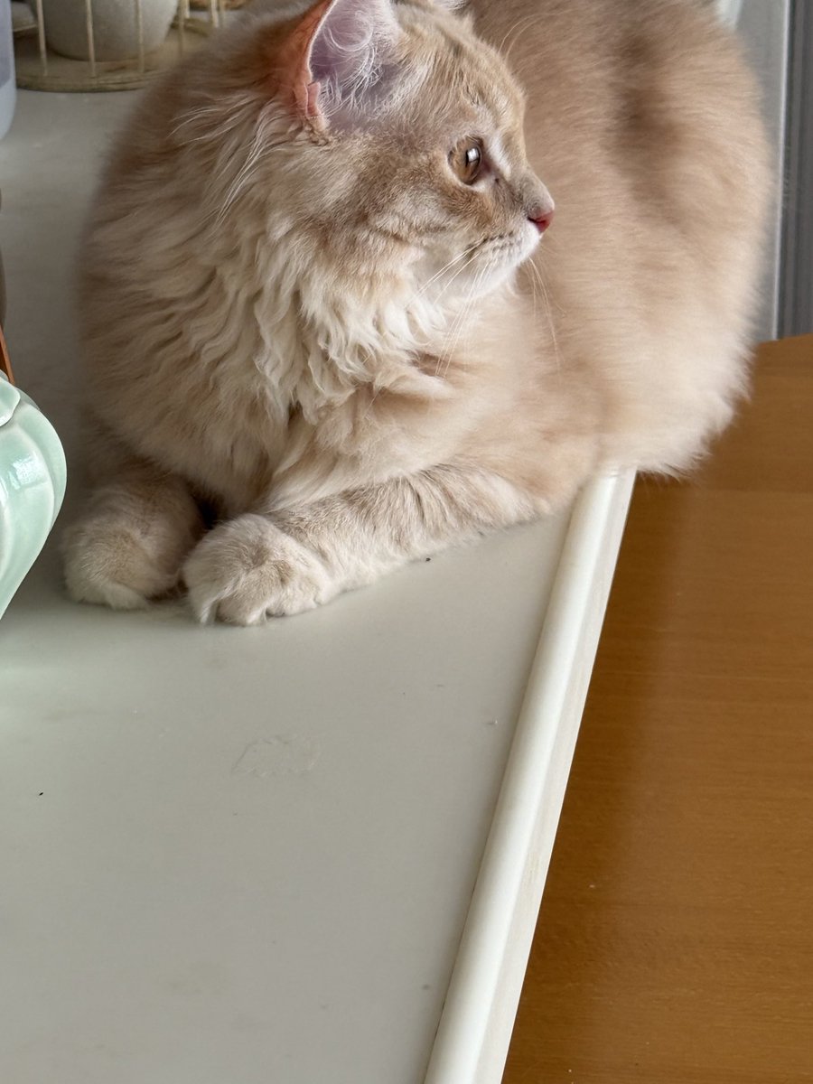 朝日のあたるリビングで
ちょっとおすまし。

#猫のいる暮らし