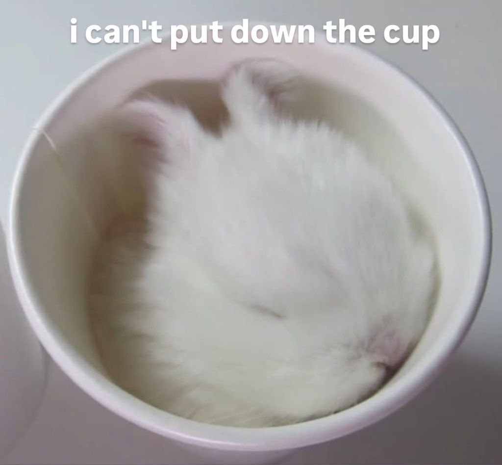 Bunnies's tweet image. 